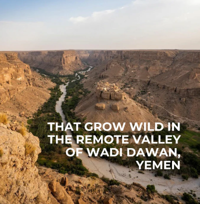 Sacred Sidr Honey 250g